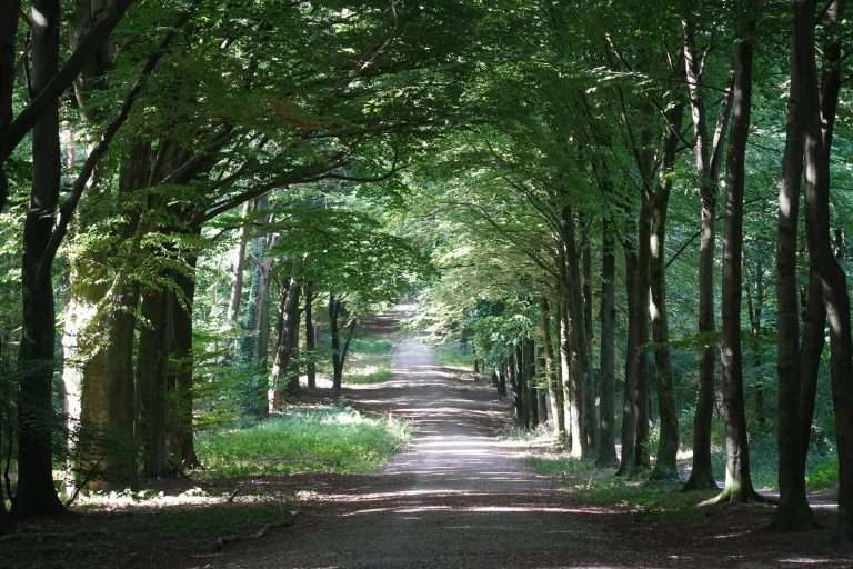 Beukenlaan in het Groesbekse Bos